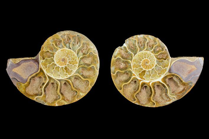 3.3" Cut & Polished Agatized Ammonite Fossil (Pair) - Jurassic